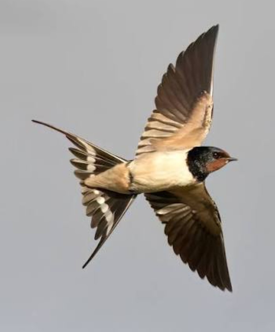 غزل کوی بی کسی، ،محمدرضا گلی احمدگورابی