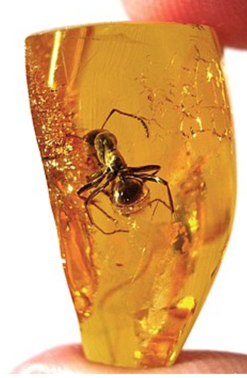 محمدرضا گلی احمدگورابی «پرسشِ بی‌انتها،شعر سپید فلسفی »