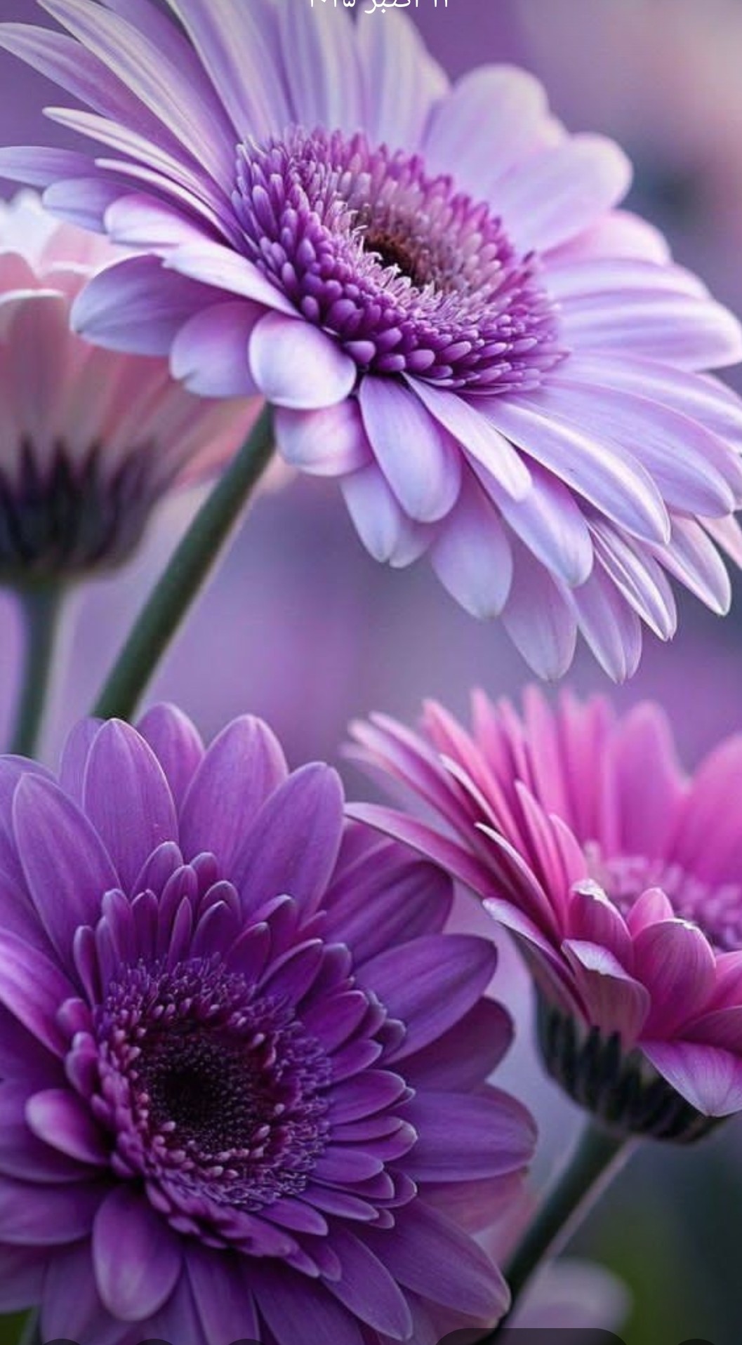 محمدرضا گلی احمدگورابی ،غزل شور شیرین می کشد فرهاد را