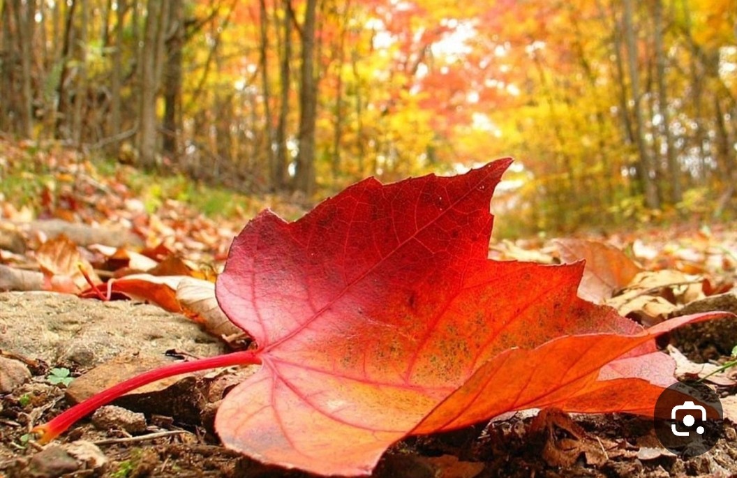 محمدرضا گلی احمدگورابی ،یلدا در دادگاه زمستان