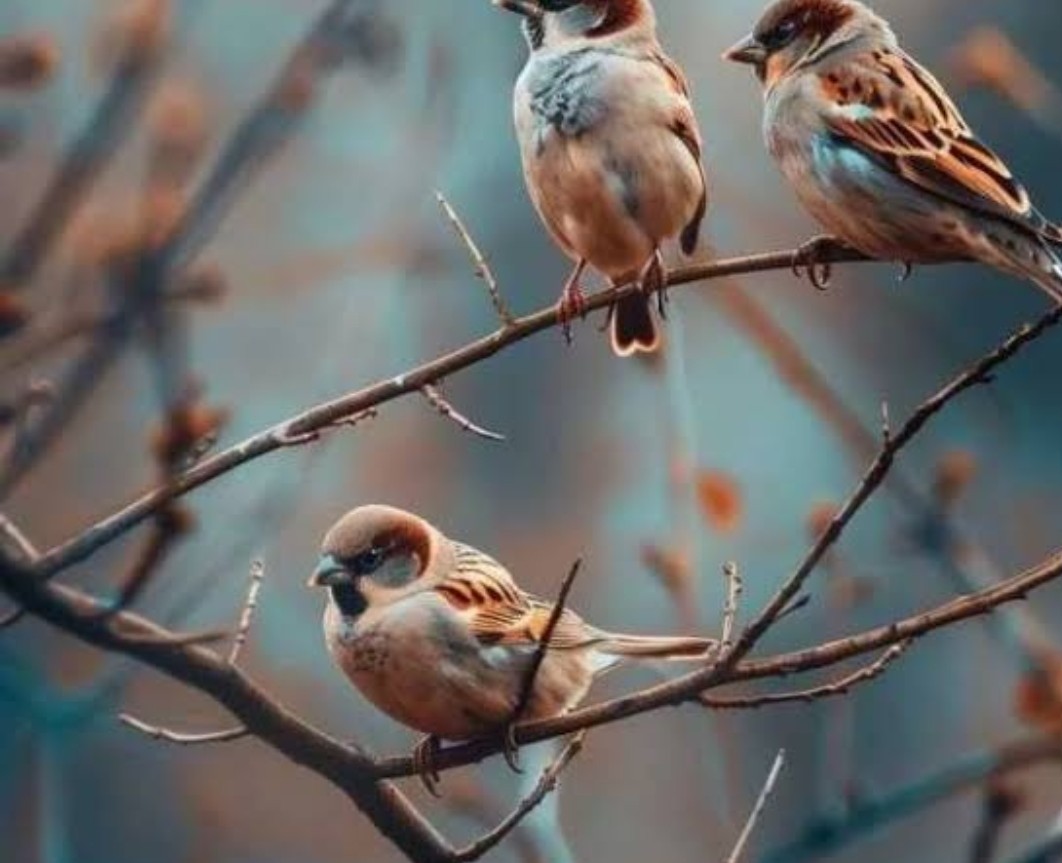 محمدرضا گلی احمدگورابی ،غزل برق لبخند