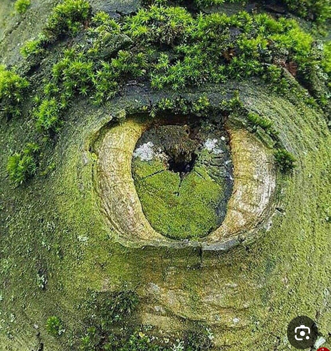 محمدرضا گلی احمدگورابی ،غزل موج تماشا