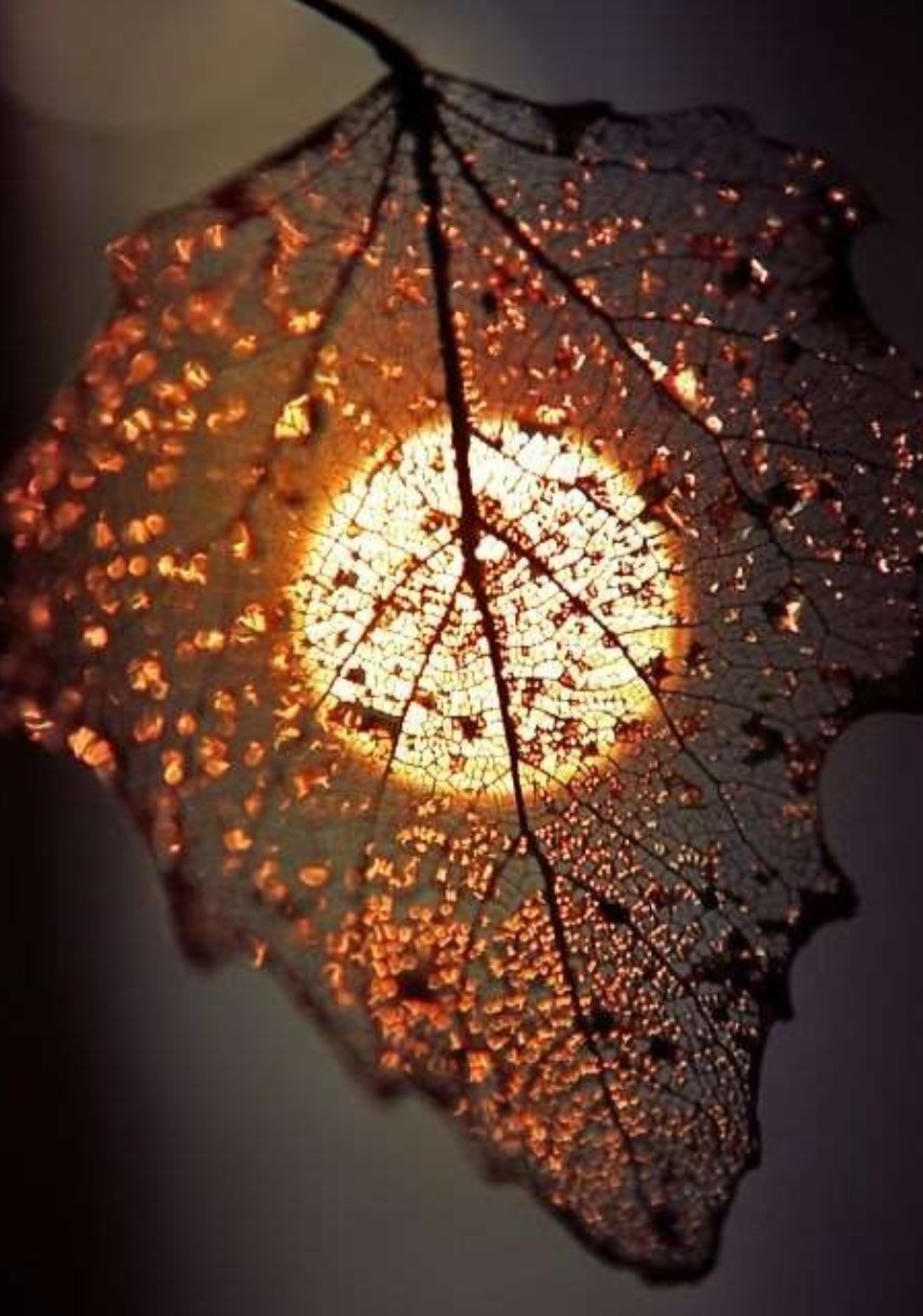 محمدرضا گلی احمدگورابی ،غزل آسمان خیال