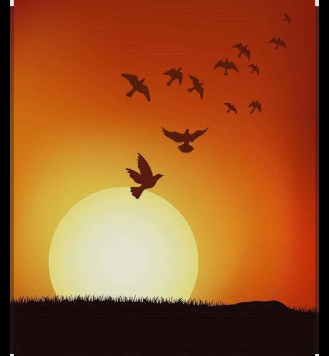 محمدرضا گلی احمدگورابی ،شعر سپید آشیانه‌ی سایه‌ها