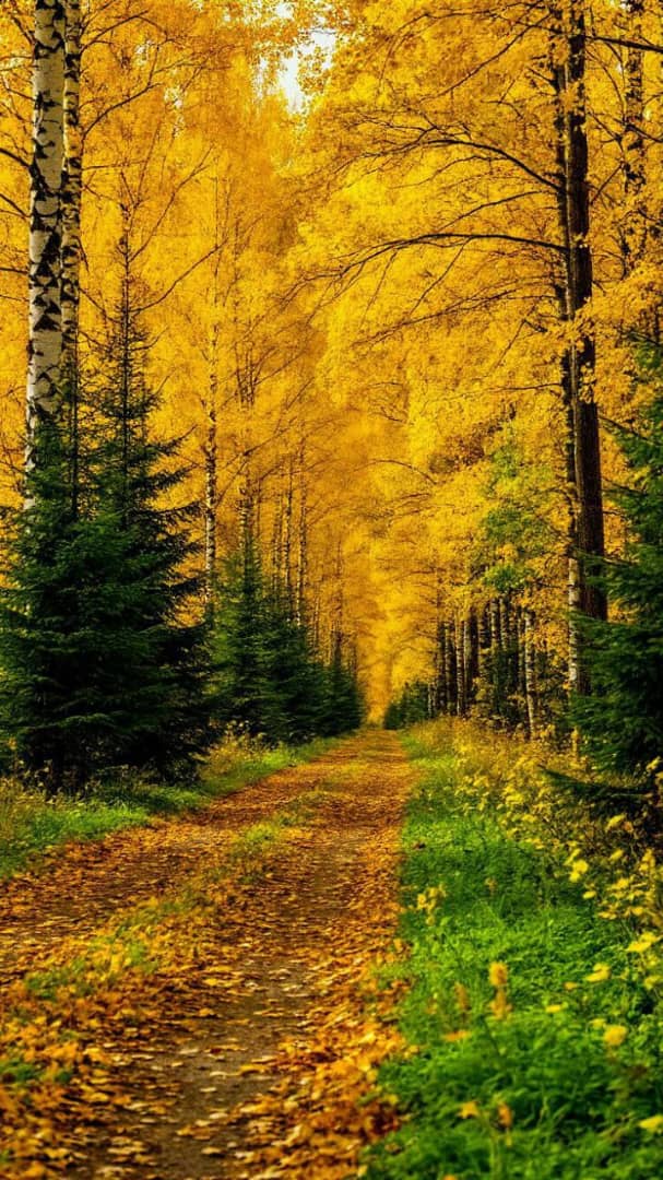 محمدرضا گلی احمد گورابی «کلید پاییز در دست یلدا؛ شعر سپید گذر فصل‌ها»