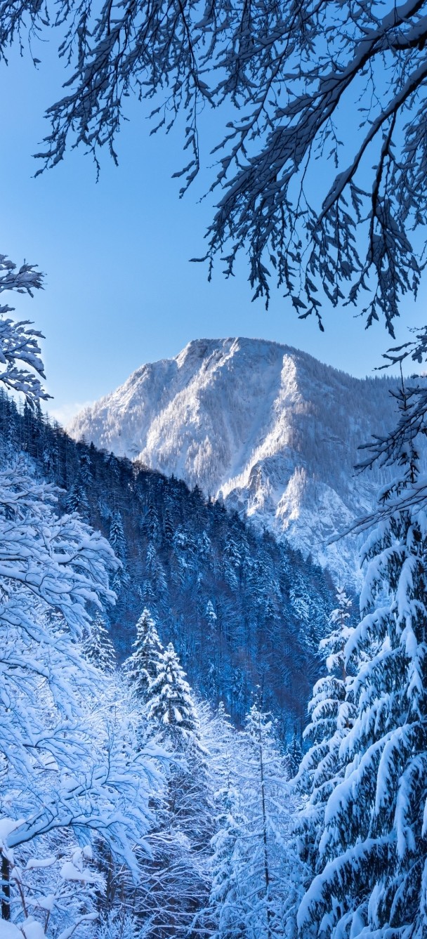 محمدرضا گلی احمدگورابی ،شعر سپید «یلدای سپید»