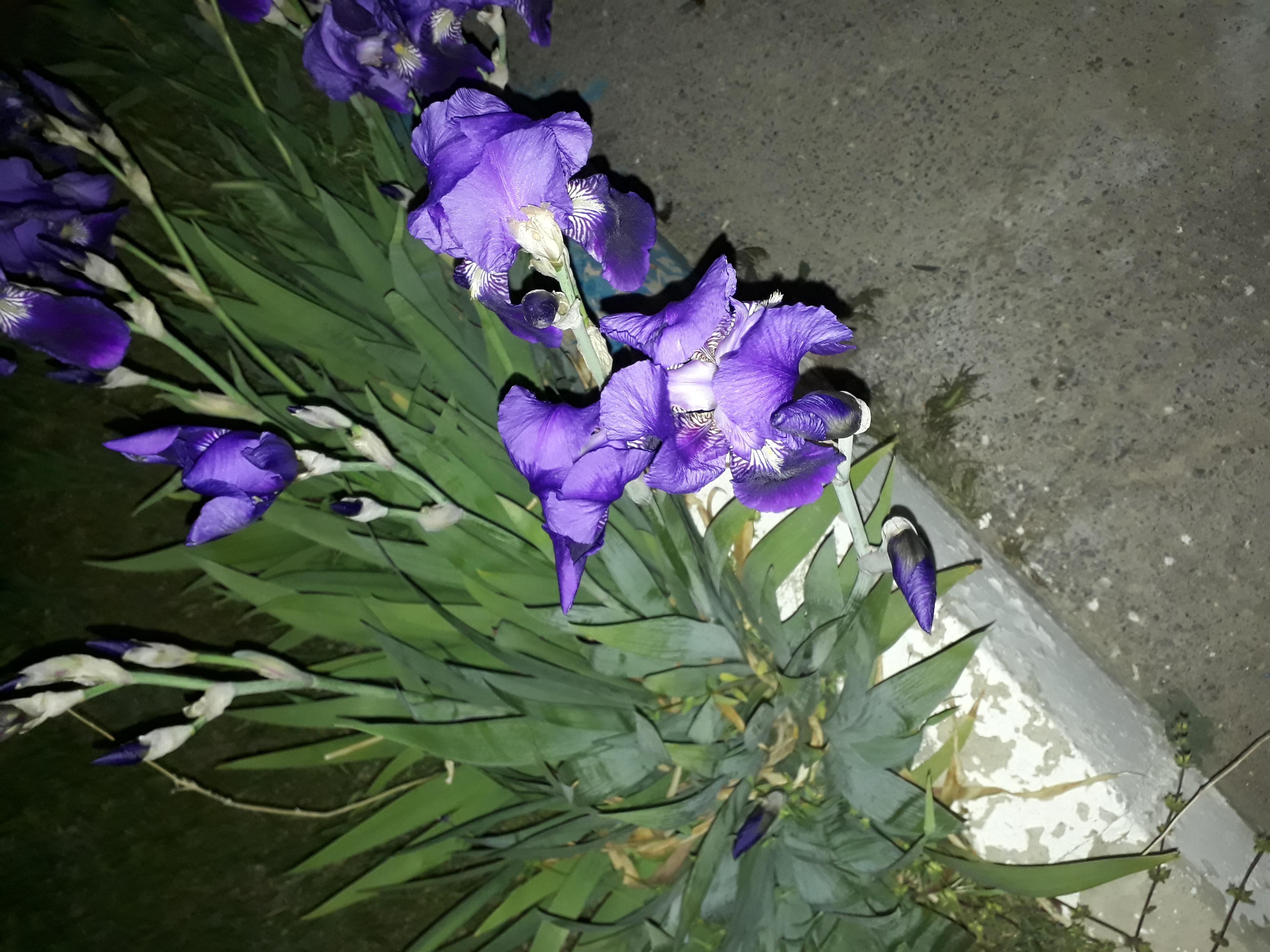 گل های زنبق (عکس برای پارساله)