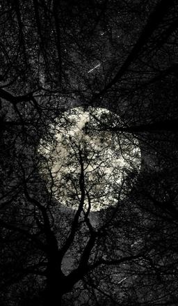 تاریکتر از سیاهی