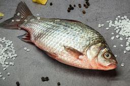 پرورش ماهی کپور