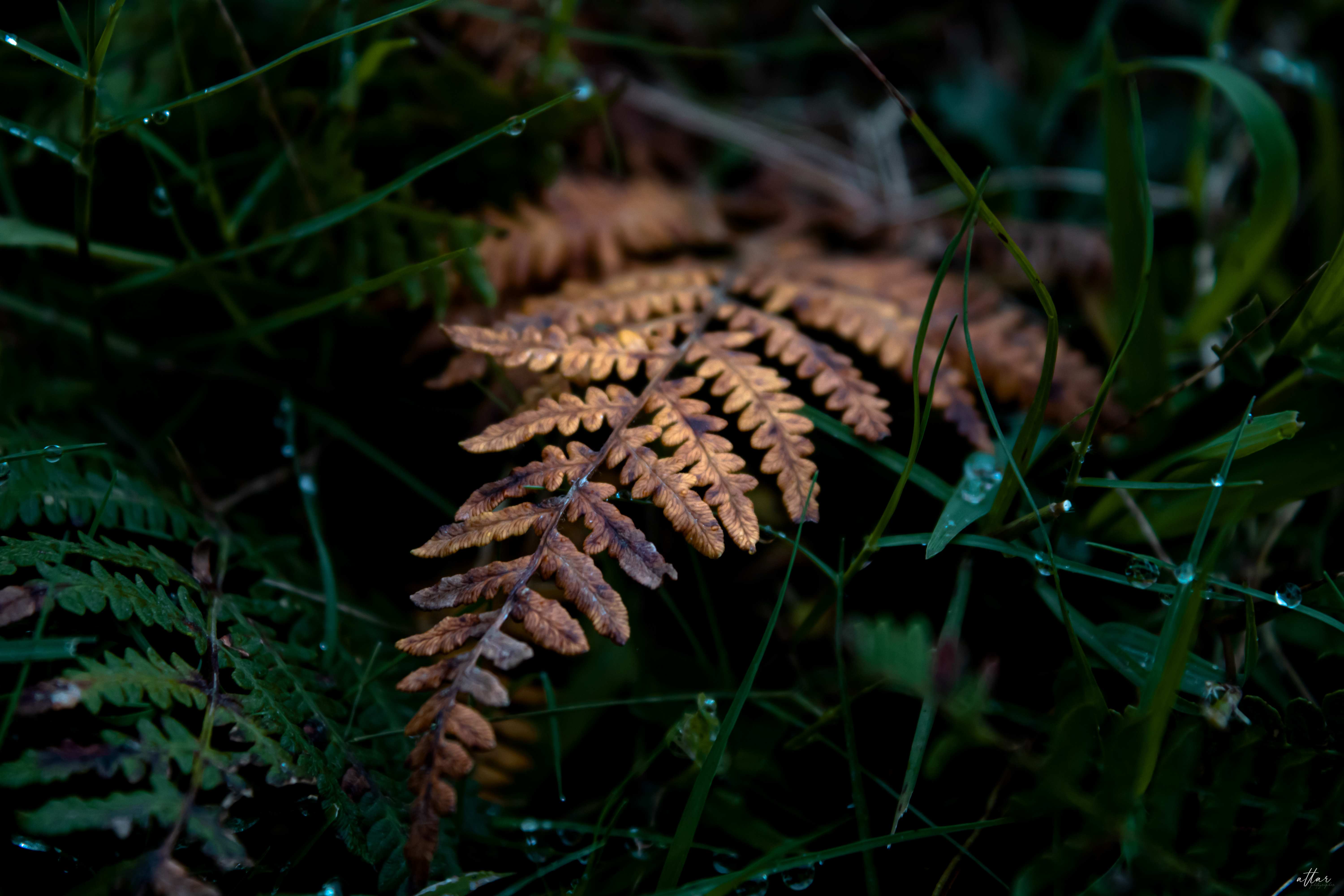 عکاسی طبیعت | مازندران - جاده ی عباس آباد - کلاردشت