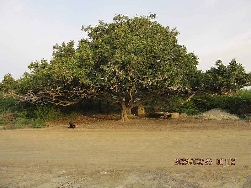 درخت انجیر معابد بندر تنگ