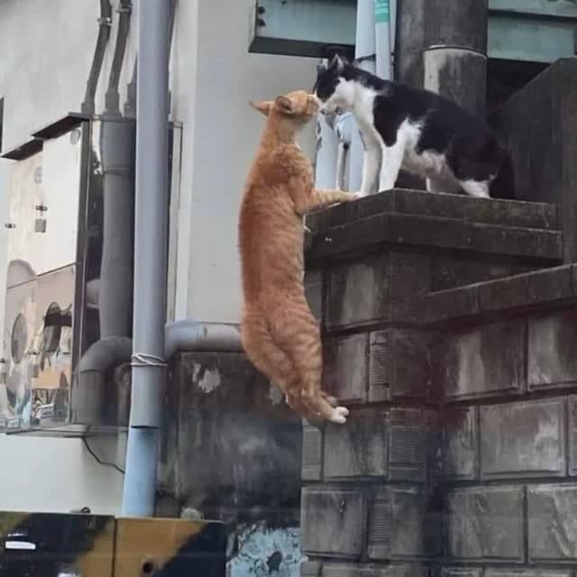 این من و داداشم