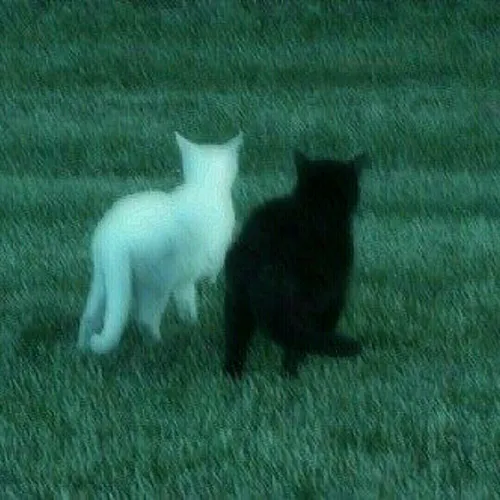 من و او... اگر دنیا شناختی از رحم داشت