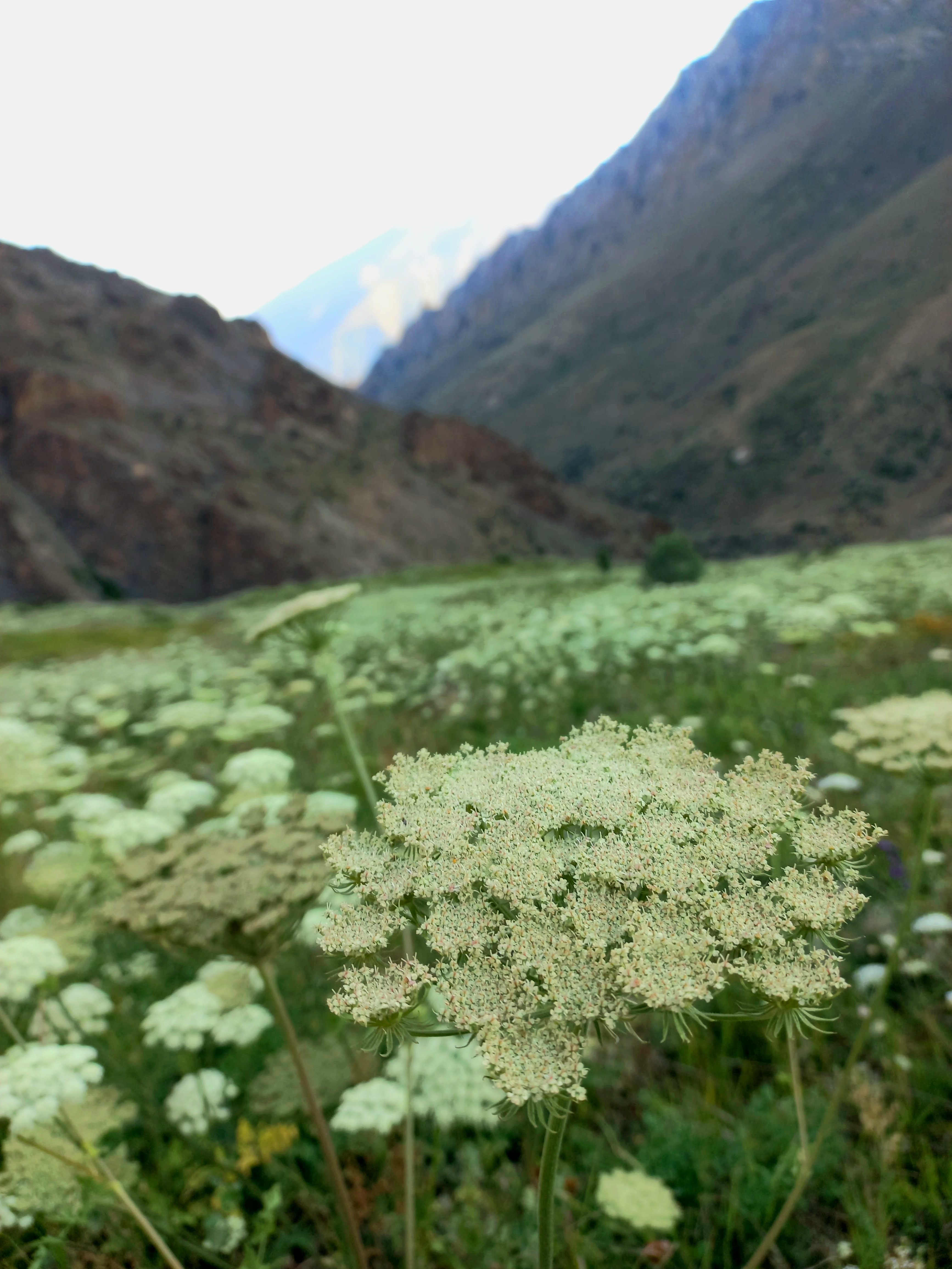 کلیات اجرای برنامه به شرح زیر به آگاهی همنوردان میرسد. با این توضیح که همواره در برنامه های کوهنوردی ممکن است بر حسب شرایط تغییراتی در زمانبندی و جزئیات برنامه ایجاد شود: