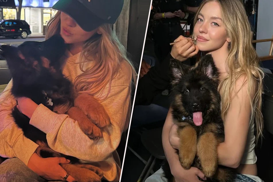 سگ جدید سیدنی سوئینی