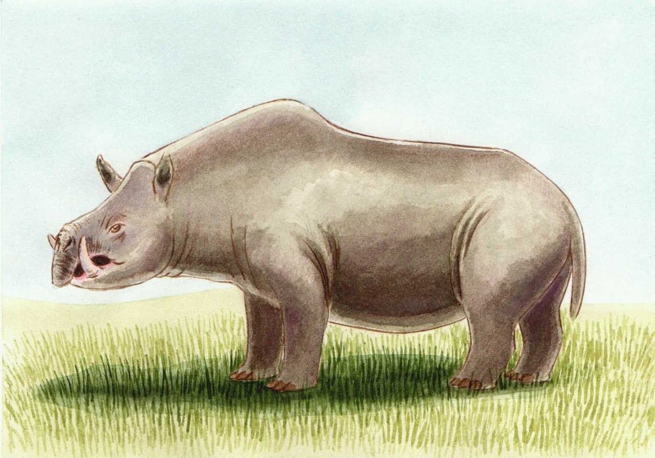کرگدن Chilotherium.