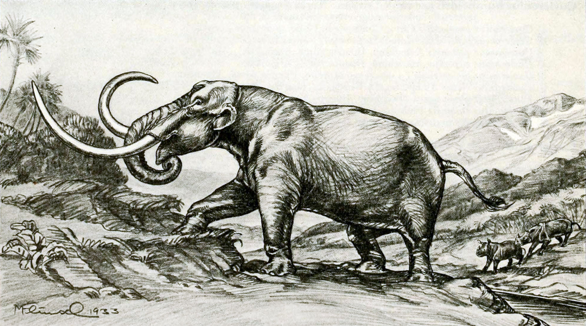 خرطوم دار Choerolophodon.