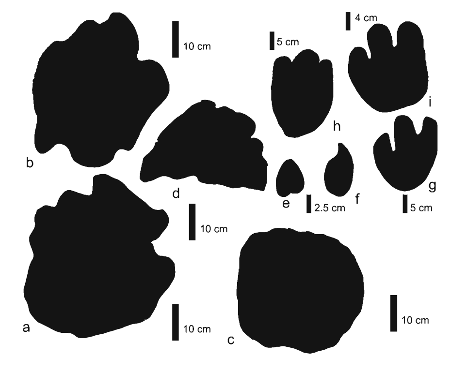 طراحی انواعی از ردپاهای پستانداران میوسن ساری از مقالۀ دکتر میرزایی و دکتر عباسی.