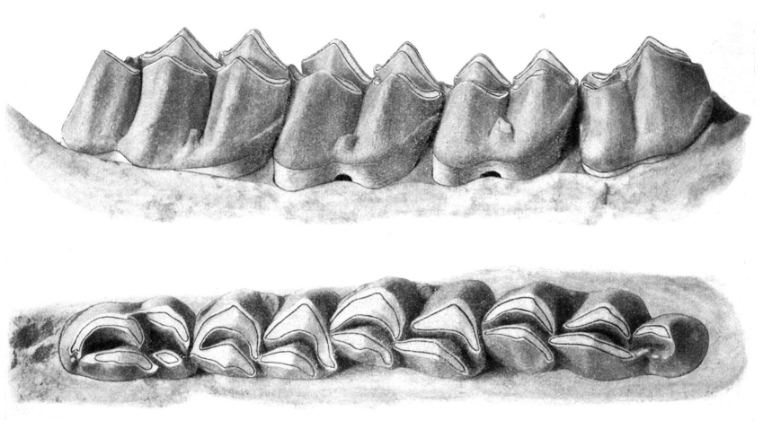 فسیل فک زرافه از مقالۀ اشتلین، زمین شناس و دیرینه شناس سوییسی