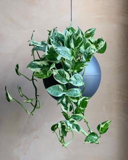 معرفی گیاه پتوس ارتشی