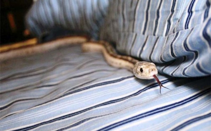 افسانه در مورد مار ها