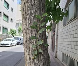 نیم ساعت زندگی / جوراب مشگی