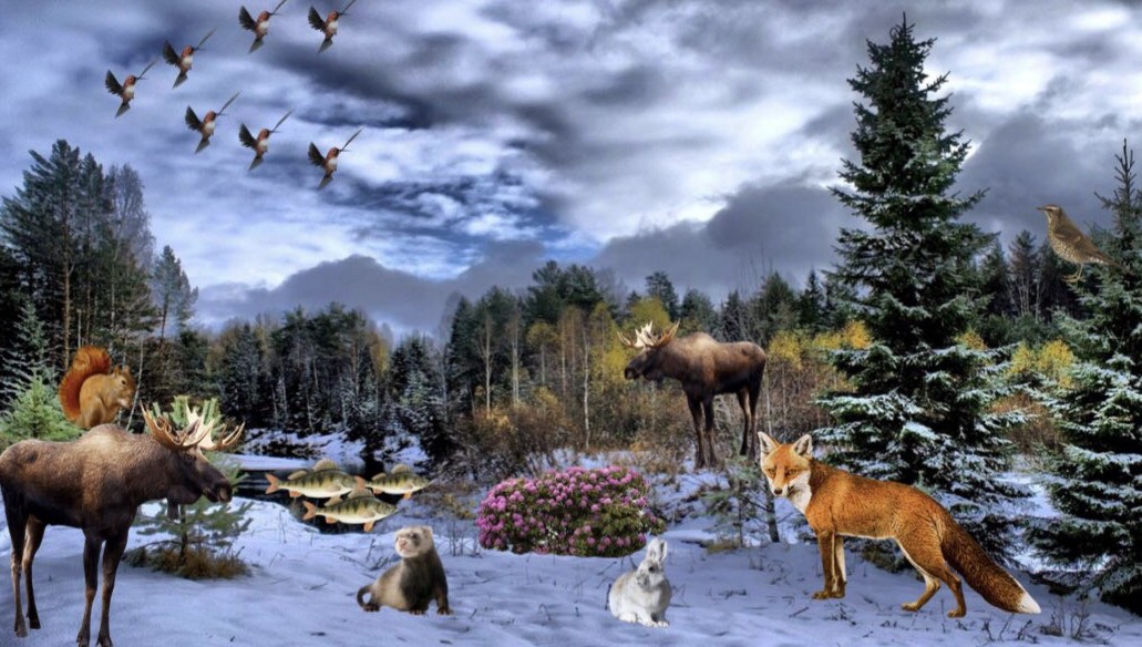 اکوسیستم‌ جنگل