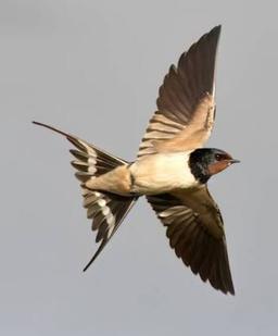 غزل اوج غرور