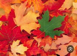 تحلیل شعرسپید «پاییز؛ ناتمام‌ترین زیبایی جهان» بر اساس نظریه سوزان سونتاک | نقد ادبی و زیبایی‌شناسی مدرن