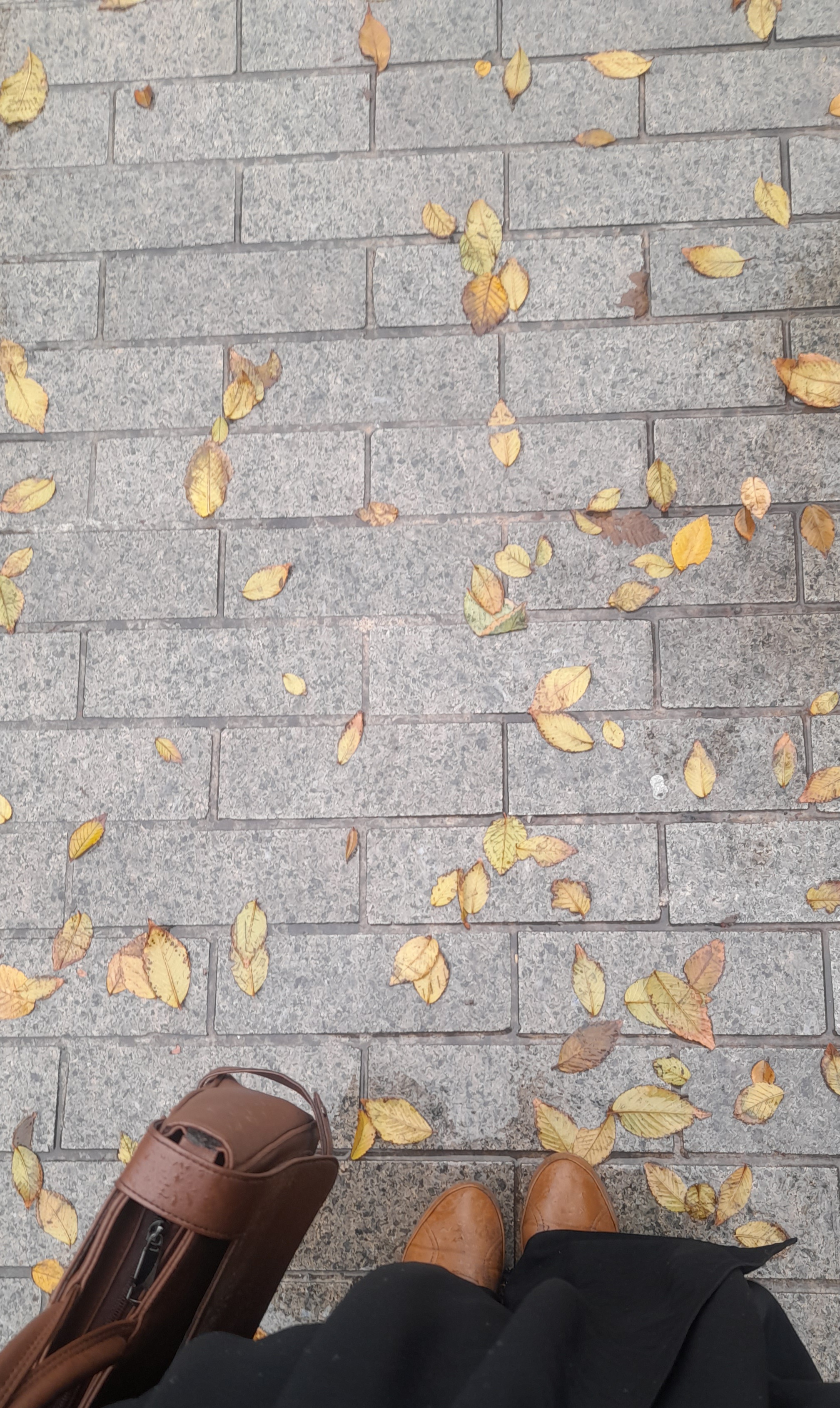 به مناسبت آغاز پاییز زیبایی ببینید