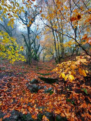 فصل دلبری برگ ها🍂