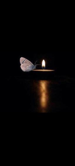 شاهپَرَک🧚‍♂️