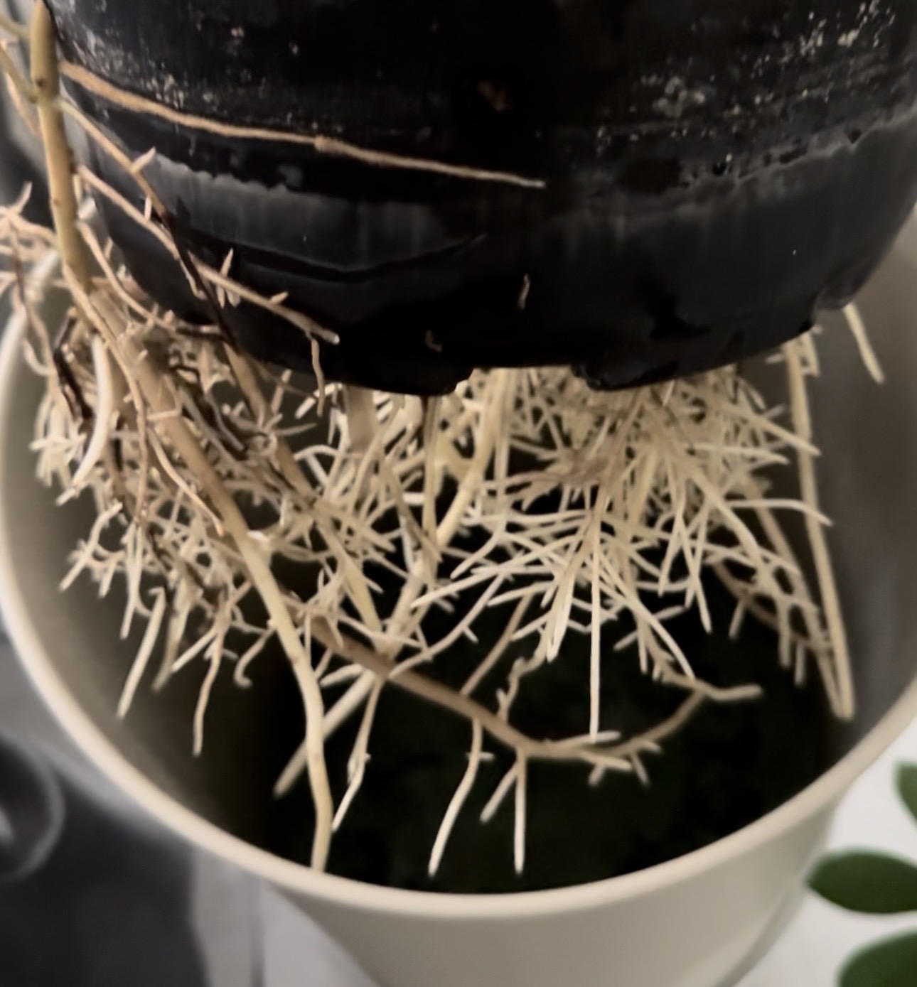 پروش گیاه در آب