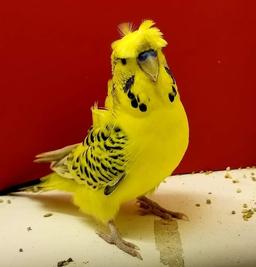 محل نگهداری پرندگان در زمستان چگونه باید باشد