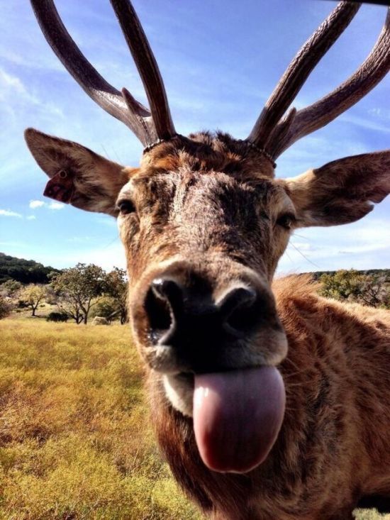 نمی‌دونم شاید گوزن وقتی چپق دوستی بکشه، اینطوری گوزپیچ بشه.