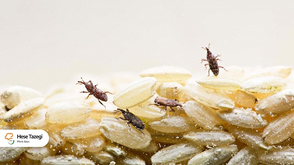 شپشک برنج چیست و روش از بین بردن آن - حس تازگی