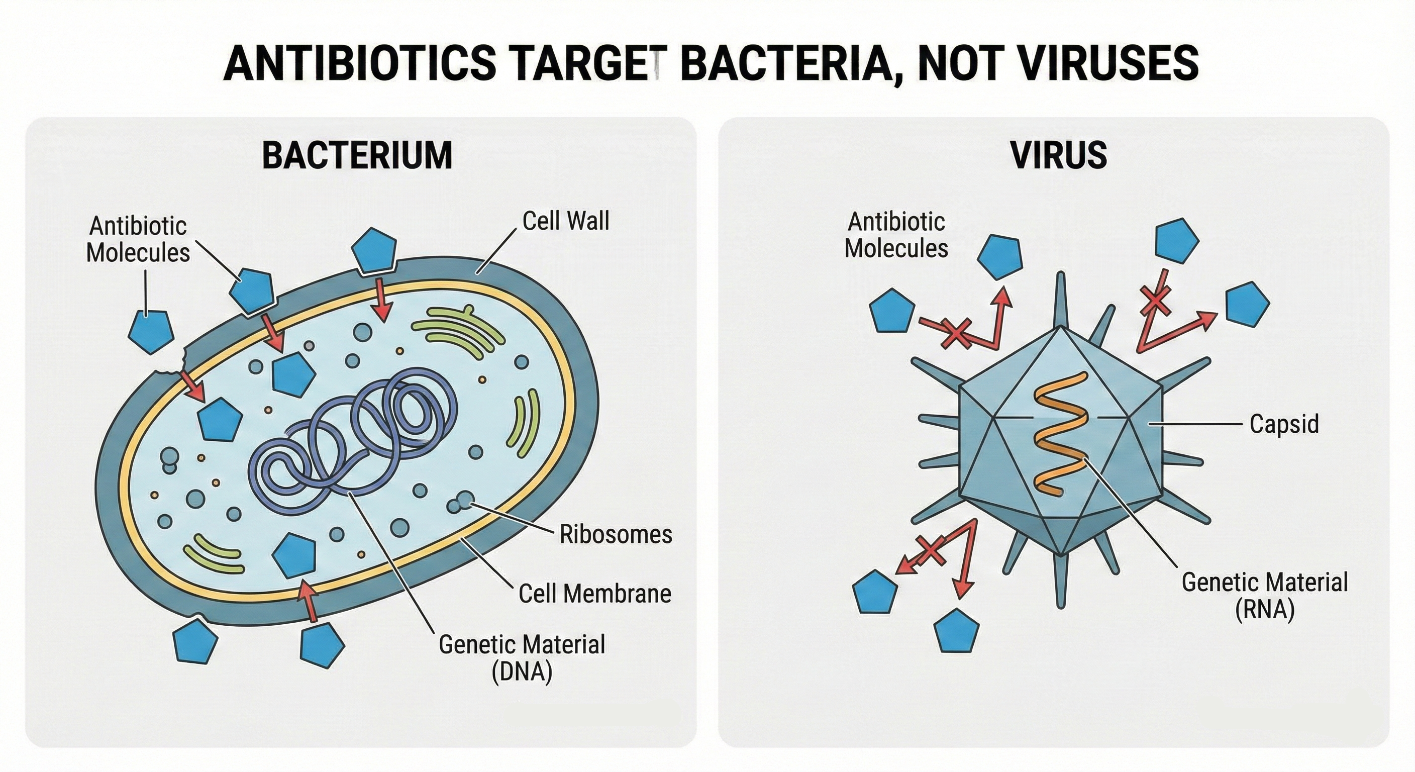 به دلیل ساختار کاملا متفاوت، آنتی بیوتیک ها هیچ تاثیری بر ویروس ها ندارند