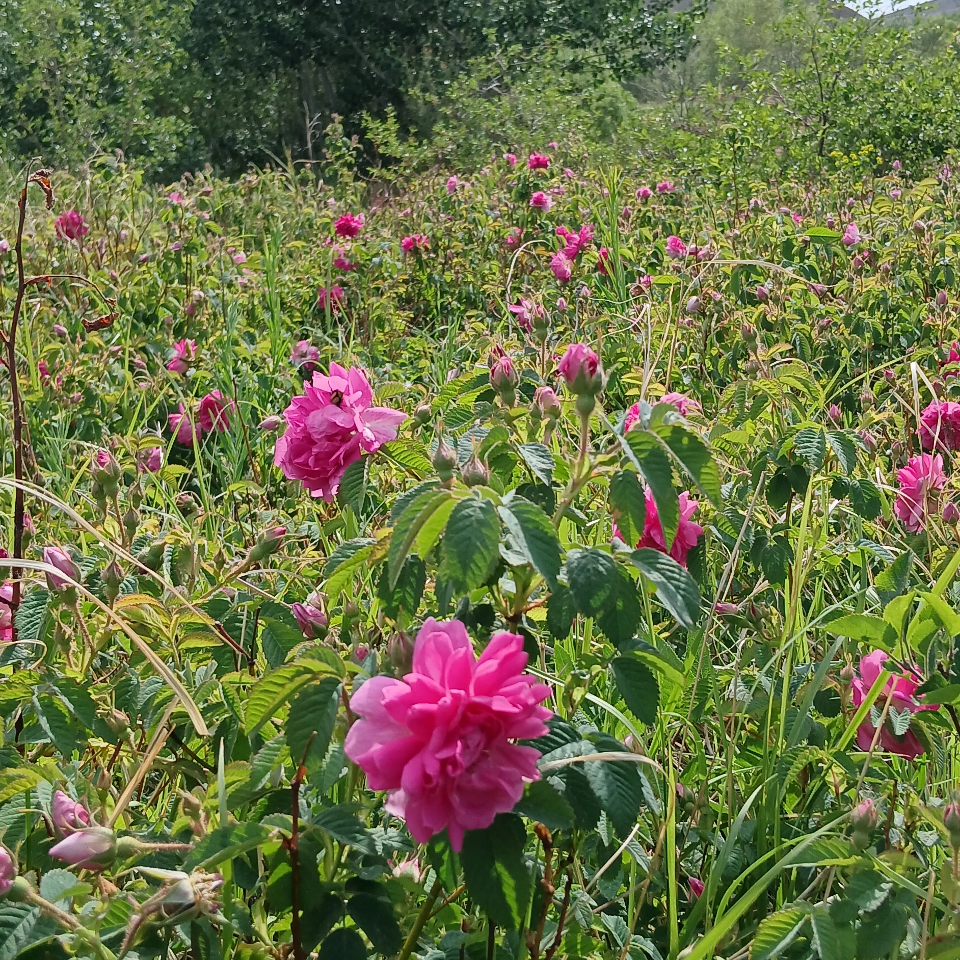 گردشگری در کرج وحومه