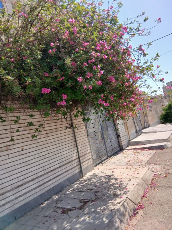 گاهی باید از دور تماشا کرد..!