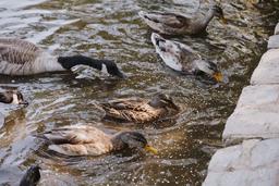 اردک ها چه می خورند؟