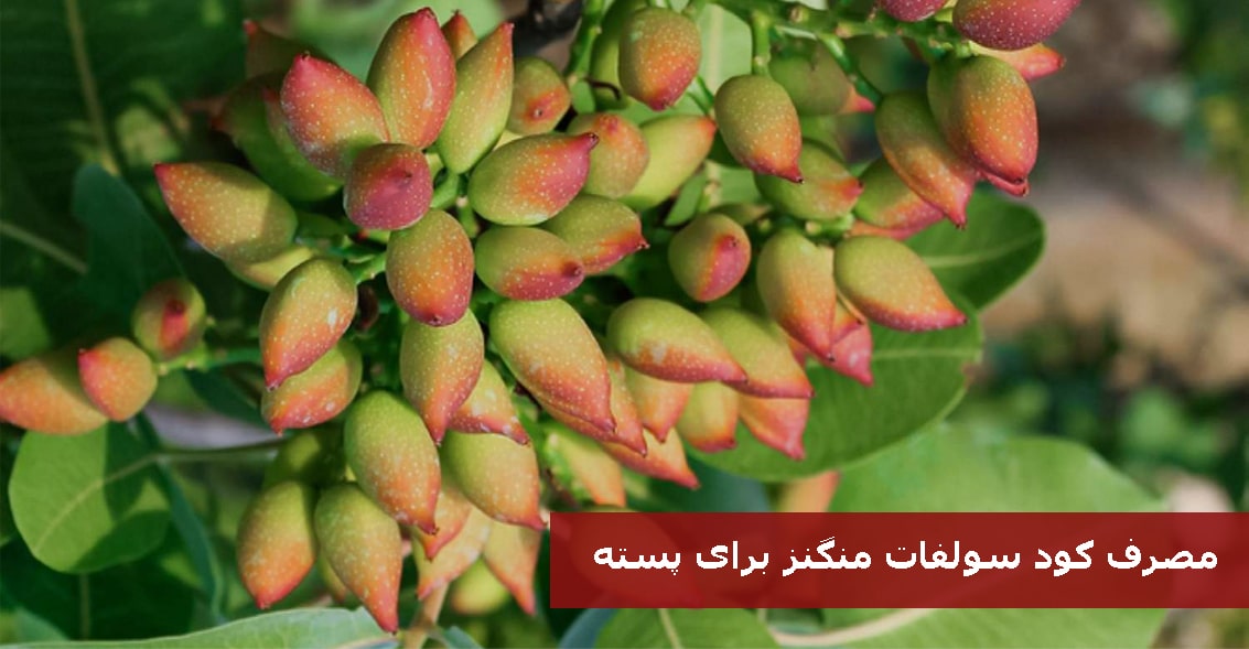 مصرف کود سولفات منگنز