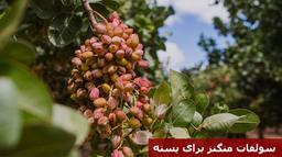 سولفات منگنز برای پسته (زمان و مقدار مصرف سولفات منگنز)