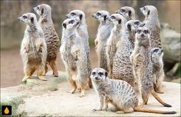 سقف بلند تر