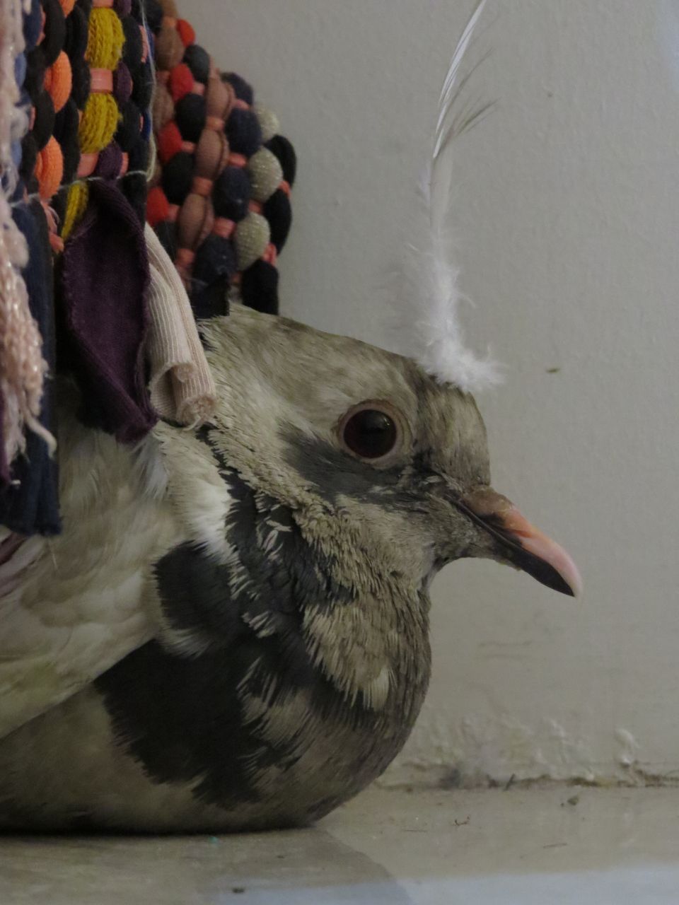 برای ژوژمان انتخاب شد