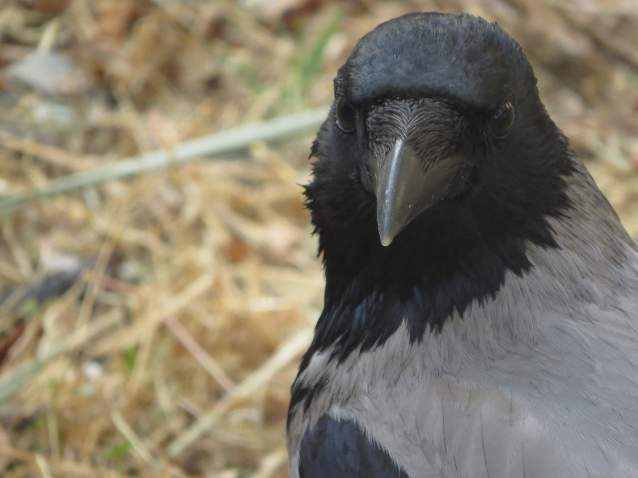 (برای ژوژمان انتخاب شد)