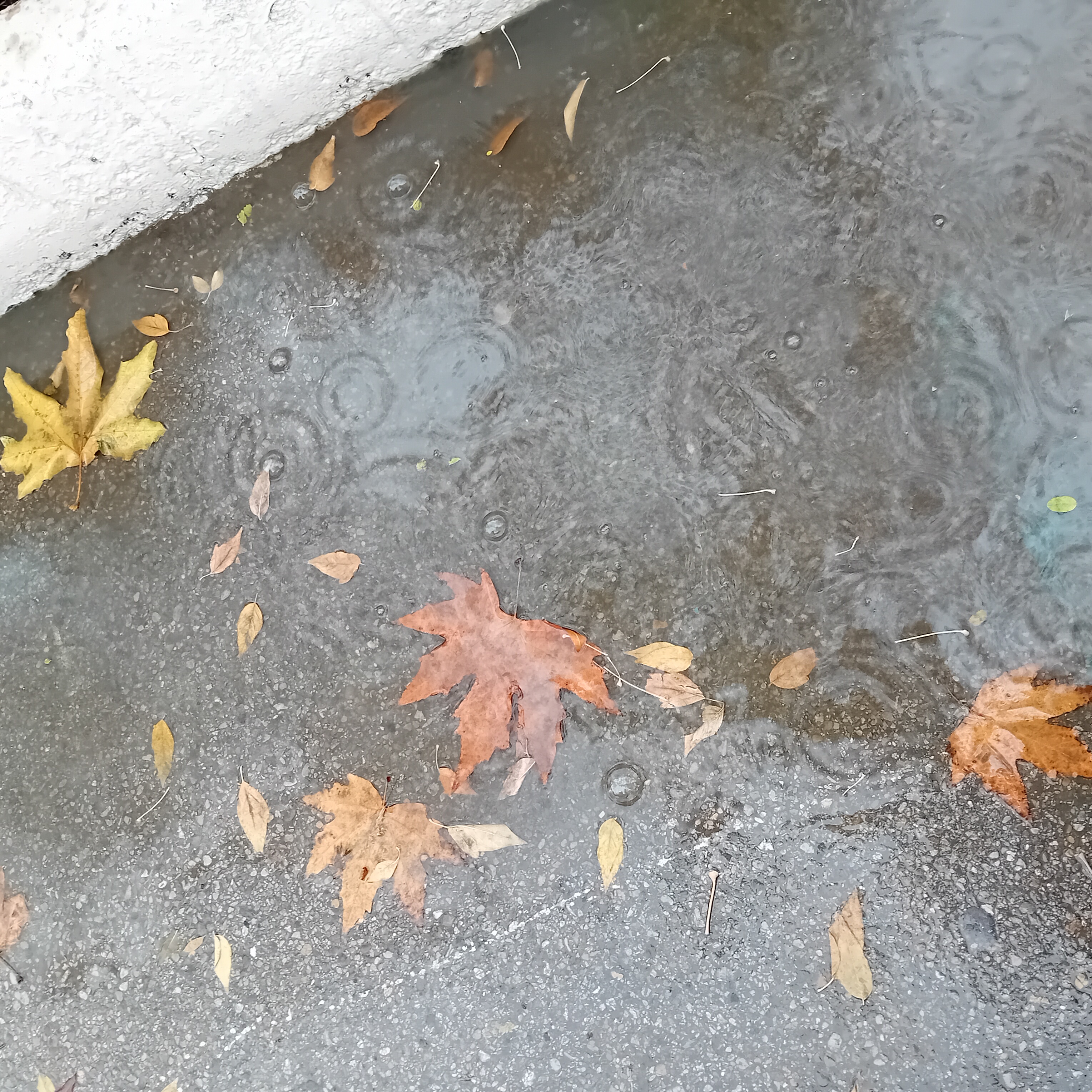 یک عکس بی آلایش ولی پر از حس...که شاید دریابید...دستان یخ زده و ذوقم را از دیدن قطراب باران و برگ های شناور بر روی چاله آب