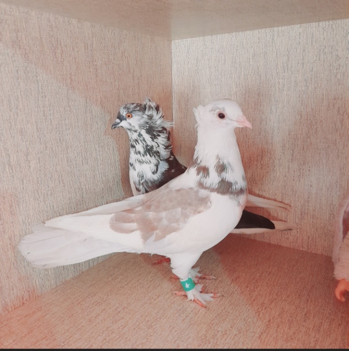 کبوتران رنگی...تکپربازی