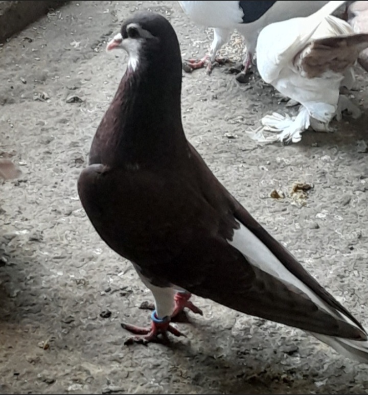 کبوتر ساده سرخ