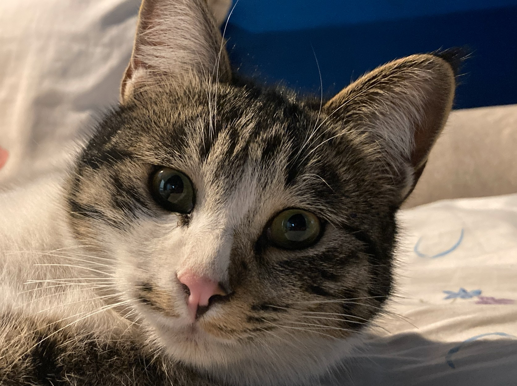 دوست دارم کره خر