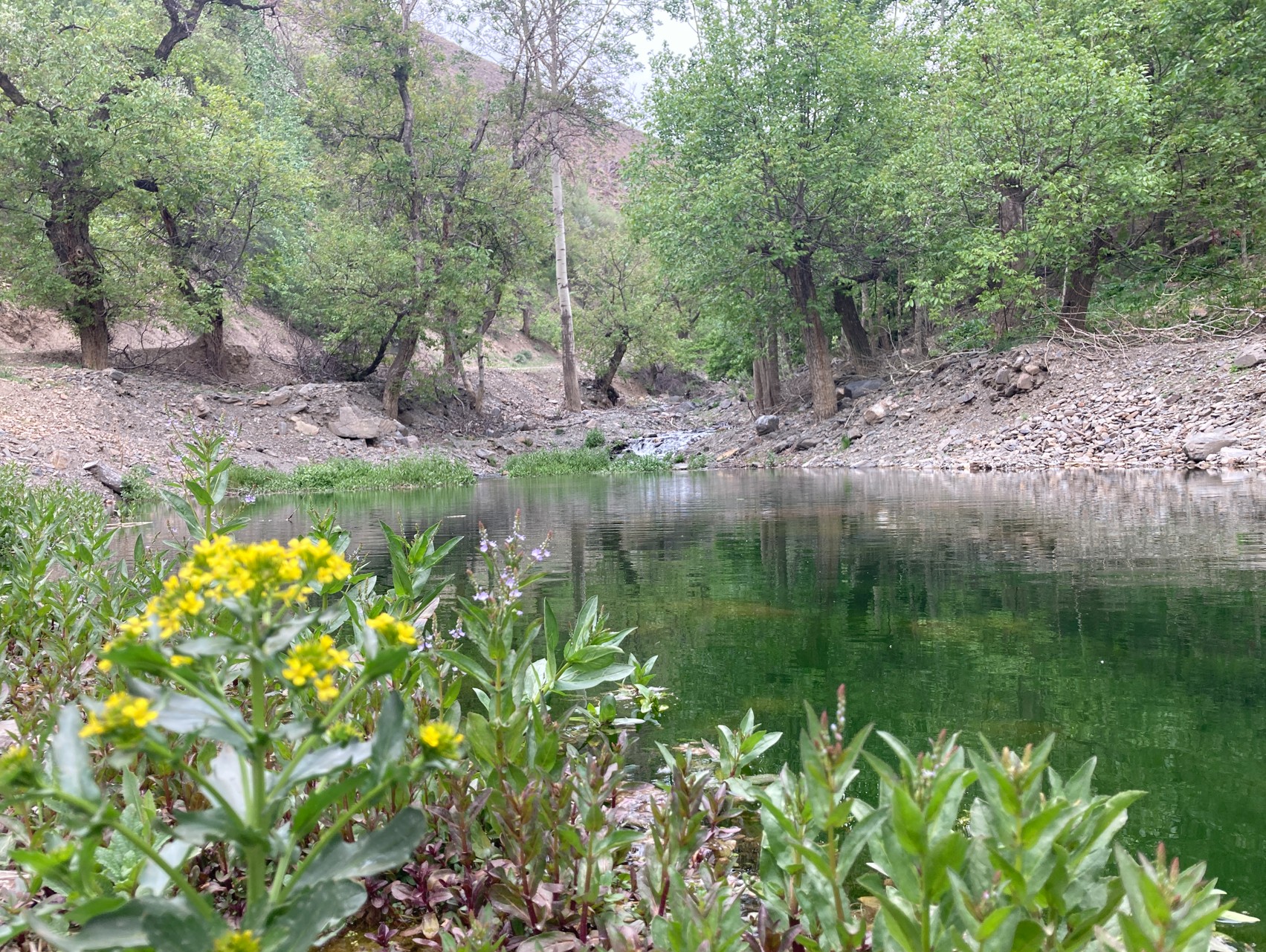 ماهی که شدم منو ببرین اینجا رها کنید ممد بلده کجاست